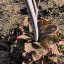 Aloe longibracteata Pole-Evans resmi