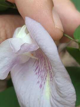 Clitoria mariana var. mariana resmi