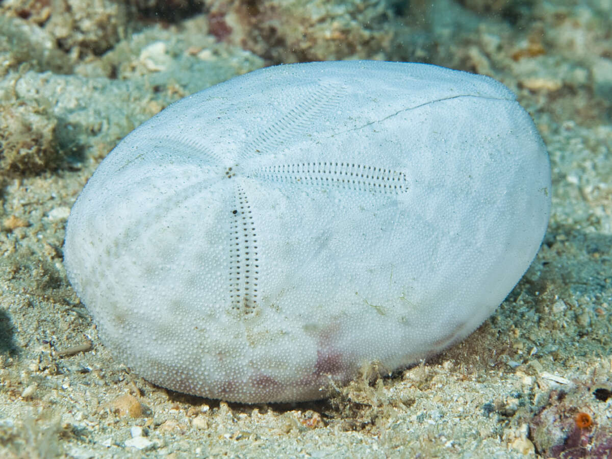 Image of Keeled Heart Urchin