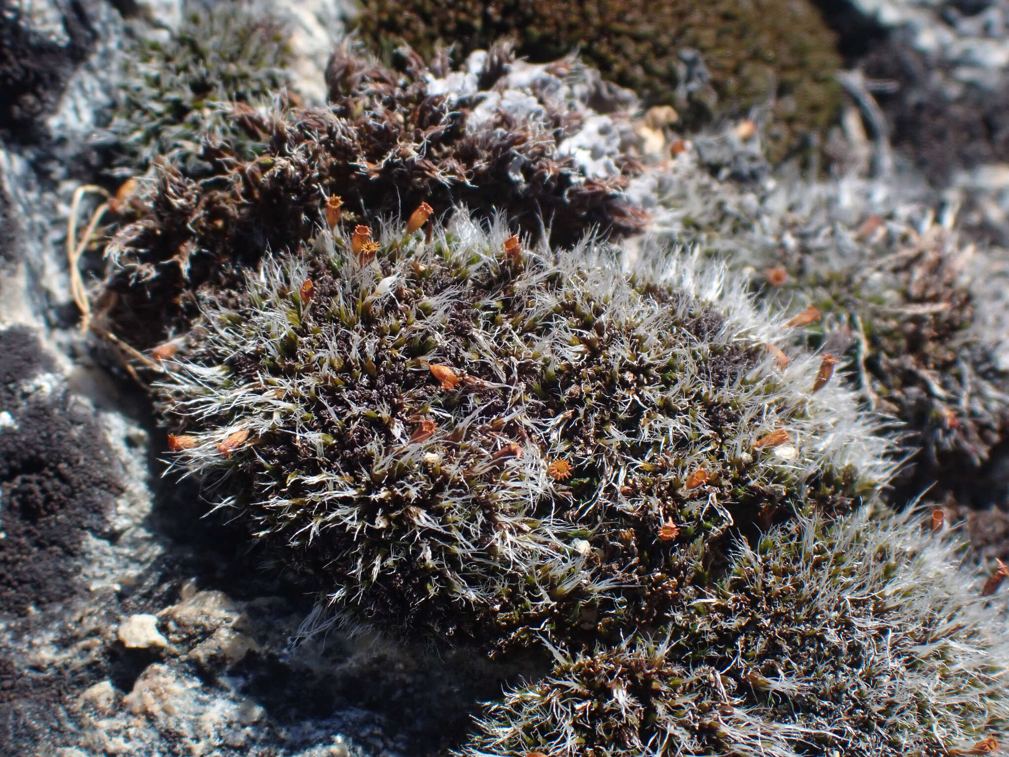 Image of coscinodon moss