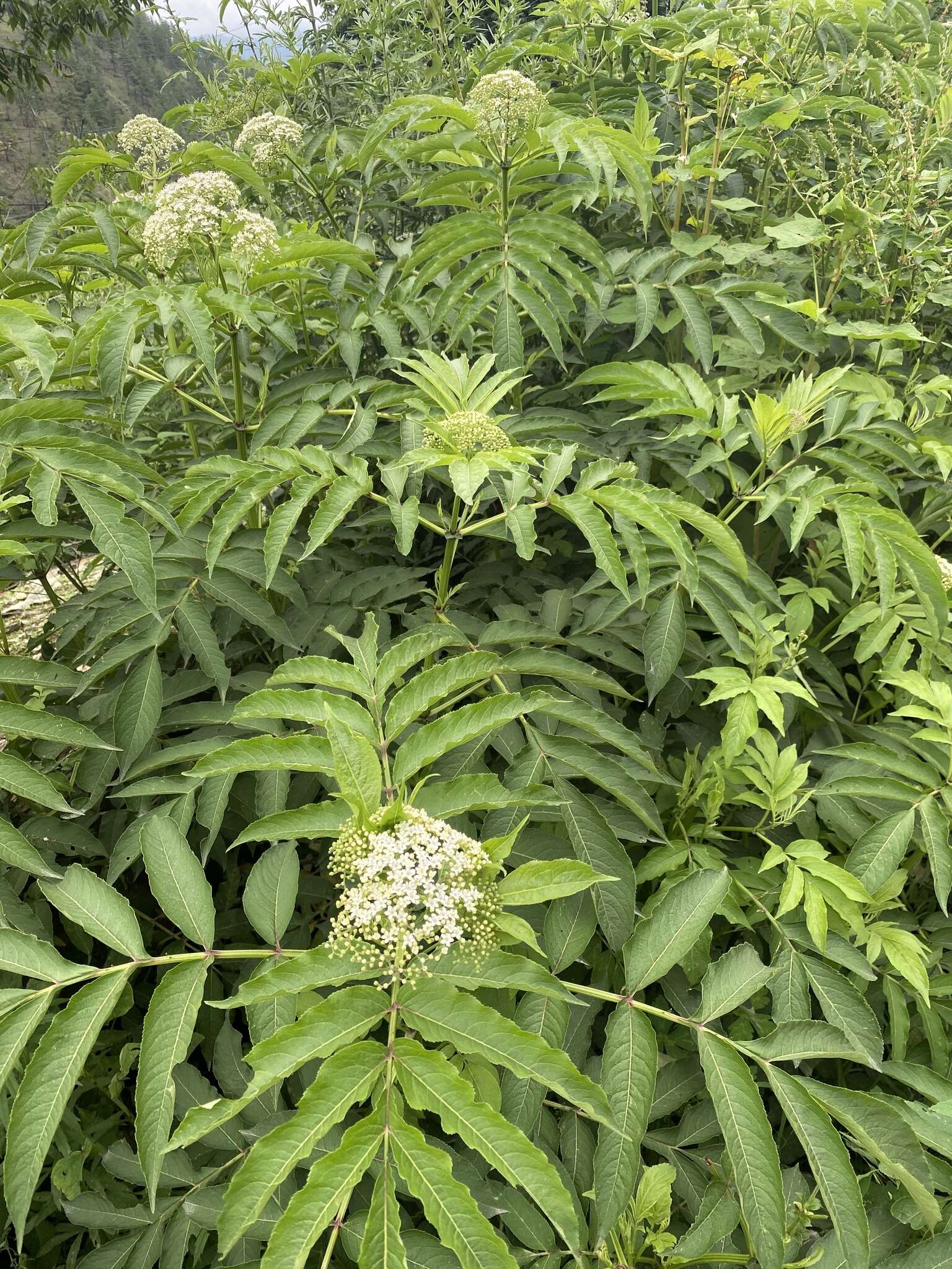 Image of Sambucus adnata Wall.