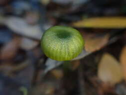 Image of Gliophorus pseudograminicolor (A. M. Young) P. M. Kirk 2013