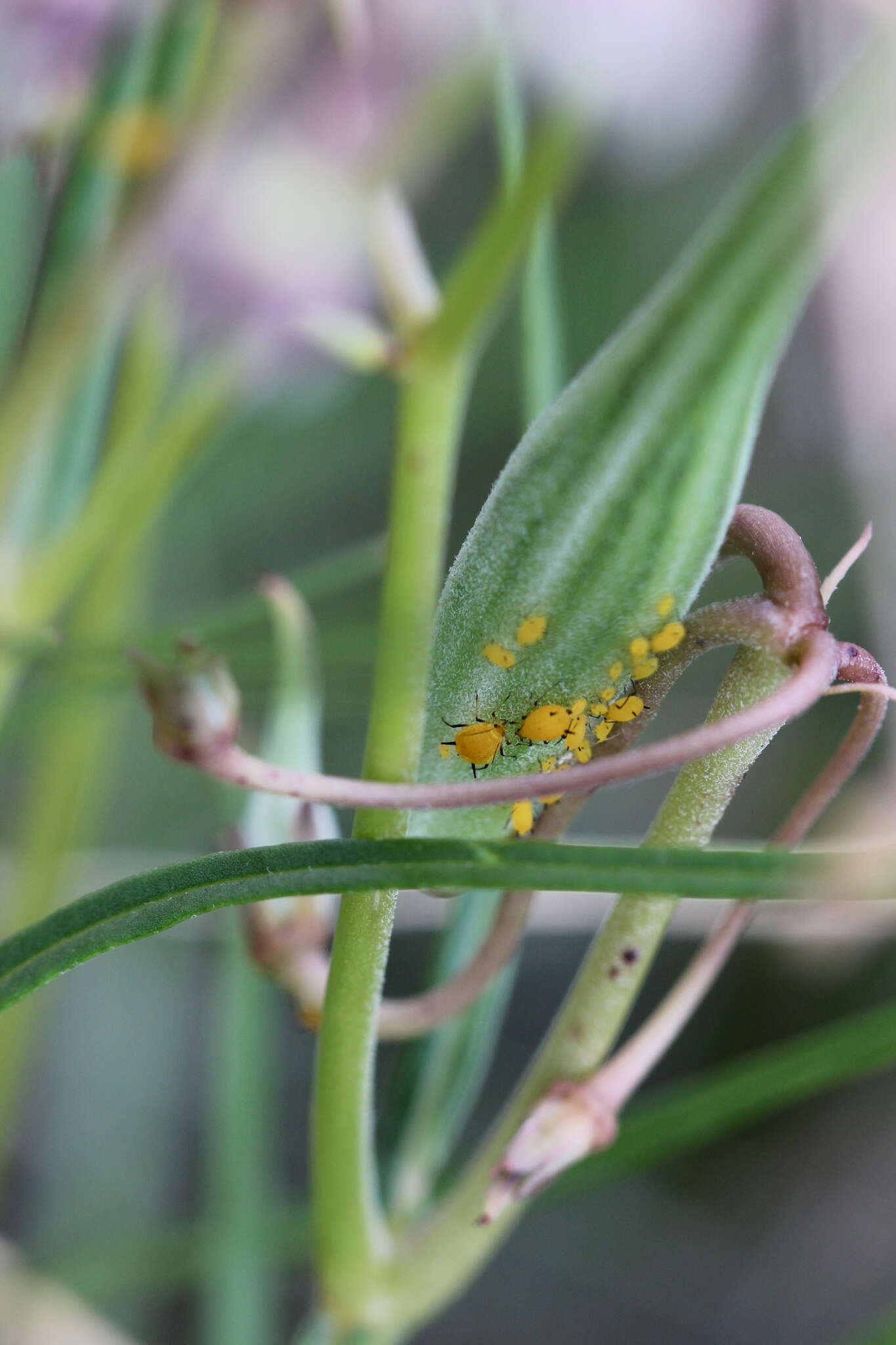 Image of slimpod milkweed