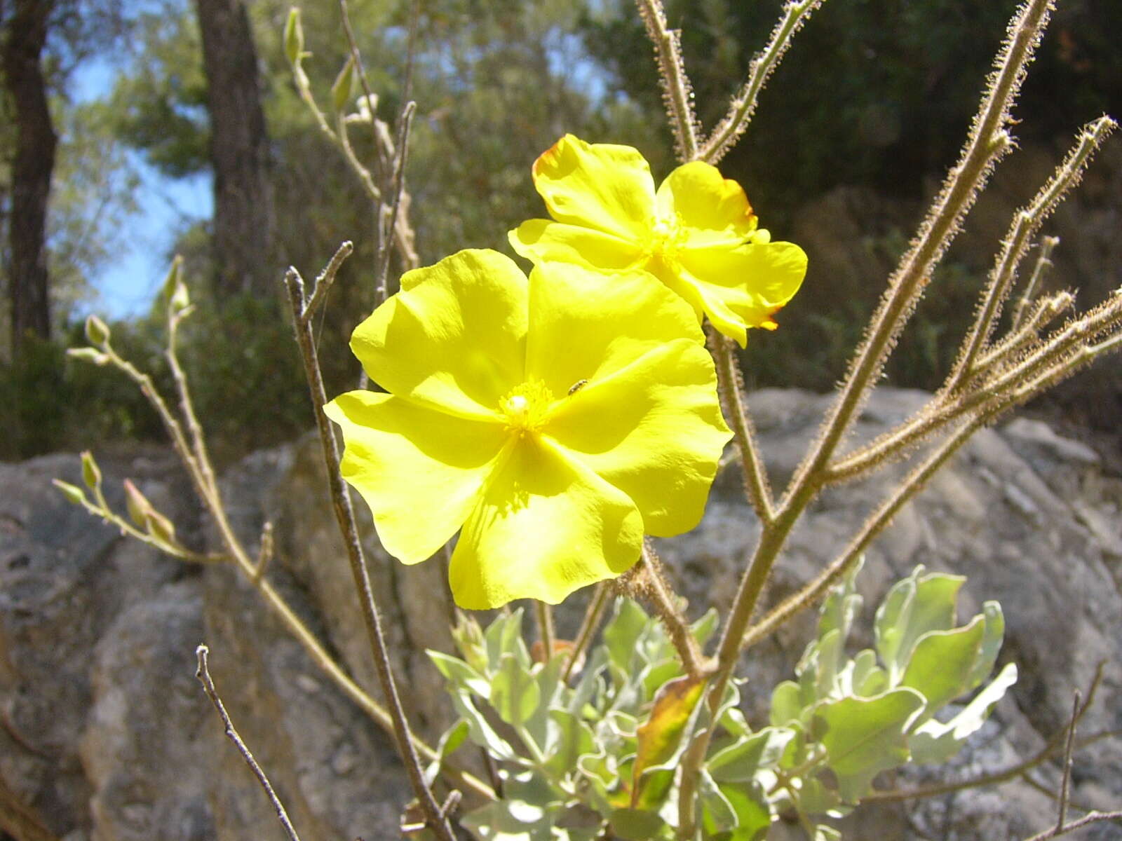 Image of Halimium atriplicifolium (Lam.) Spach