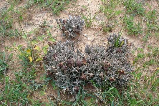 صورة Ceropegia umbracula (M. D. Henderson) Bruyns