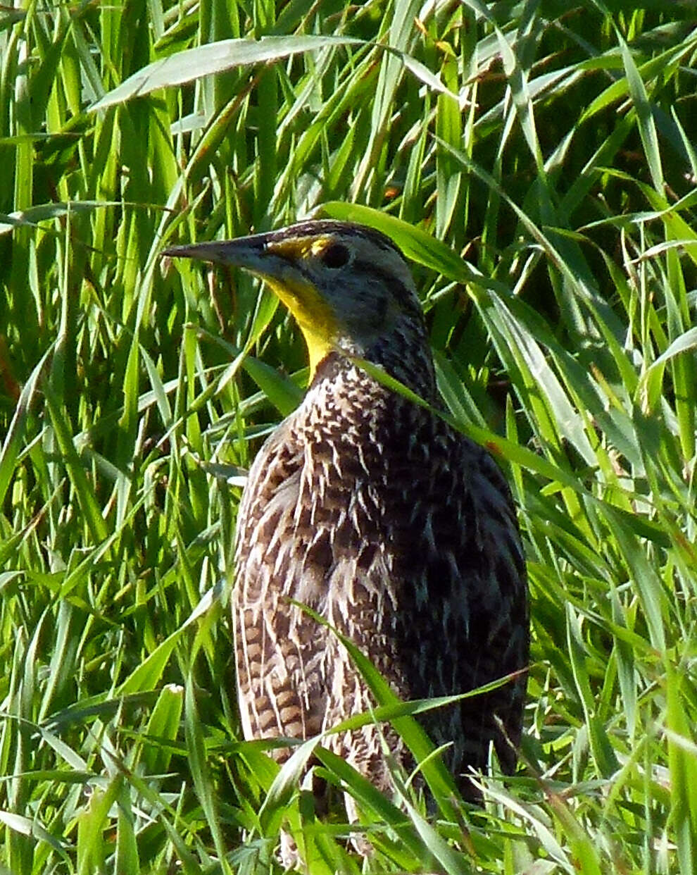 Image of Meadowlark