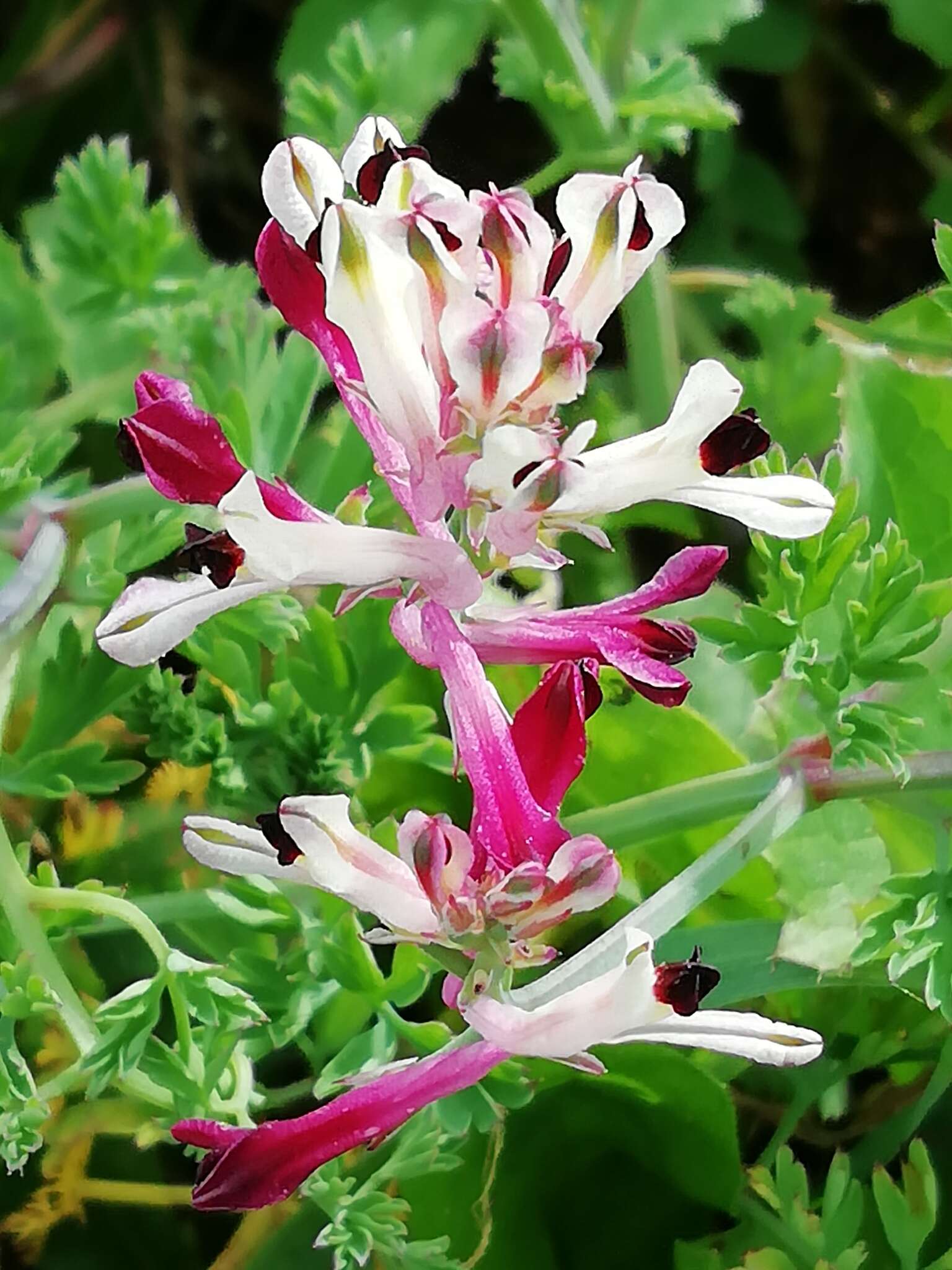 Image of field fumitory