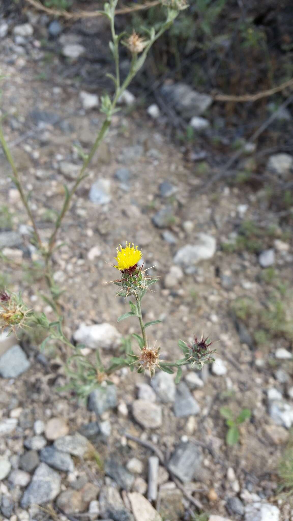 Imagem de Centaurea melitensis L.