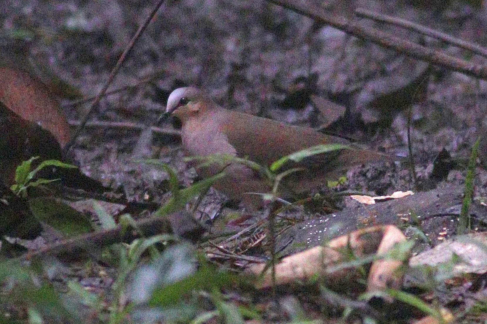 Image of Gray Fronted Dove