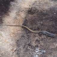 Image of Copper-Tailed Skink