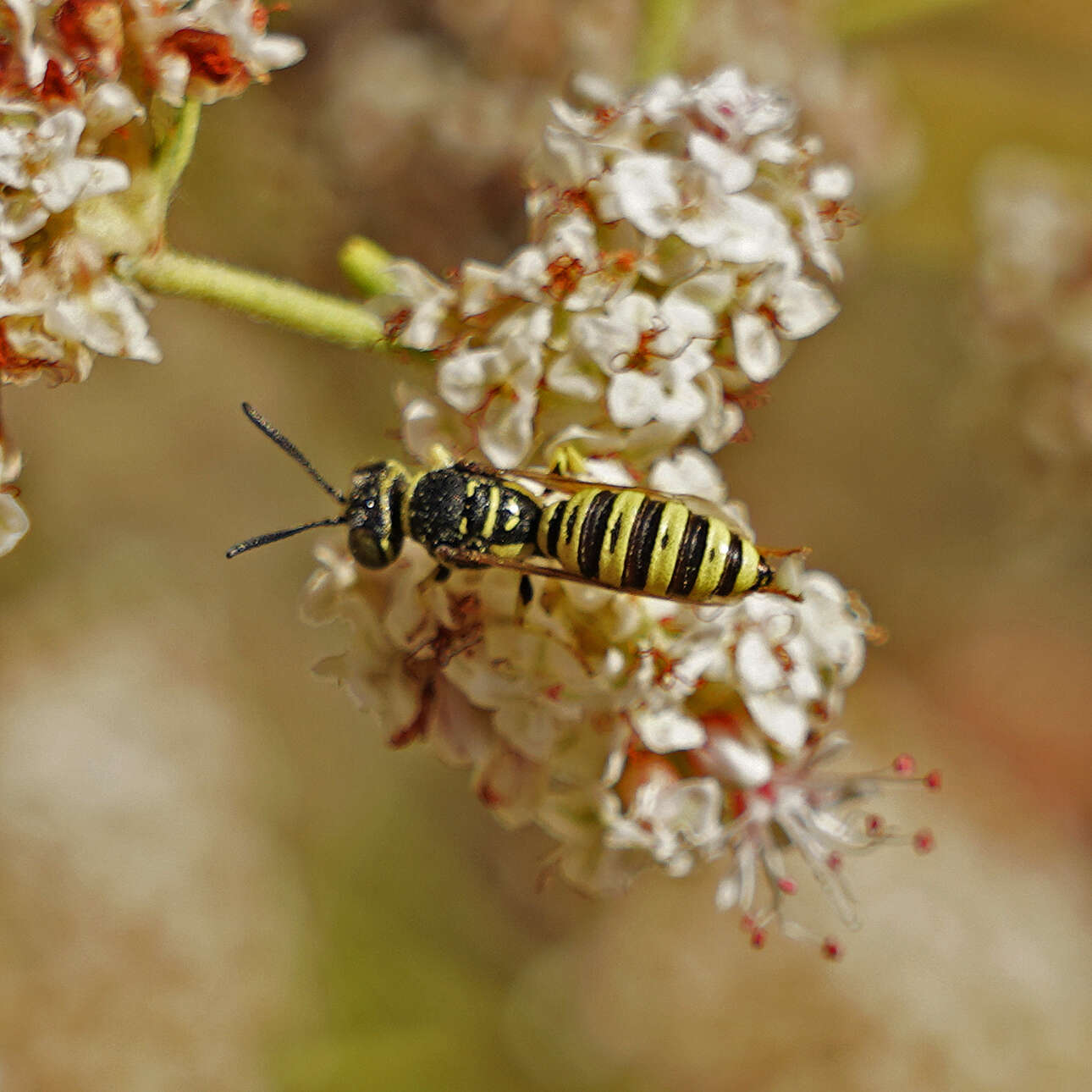 Image of Eucerceris provancheri (Dalla Torre 1890)