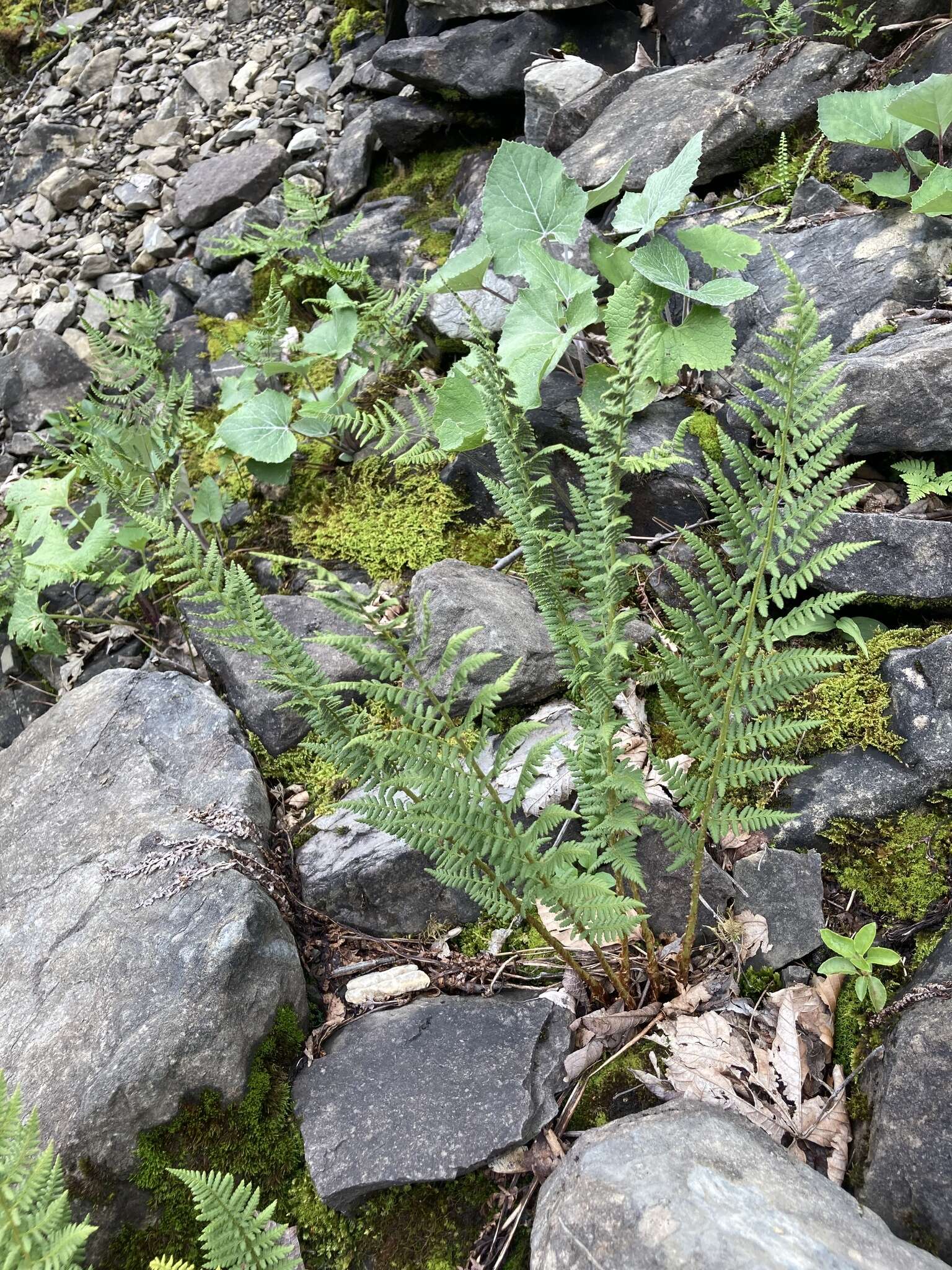 Image of Dryopteris villarii (Bell) Woynar ex Schinz & Thell.