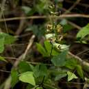 Image of Lablab purpureus subsp. uncinatus Verdc.