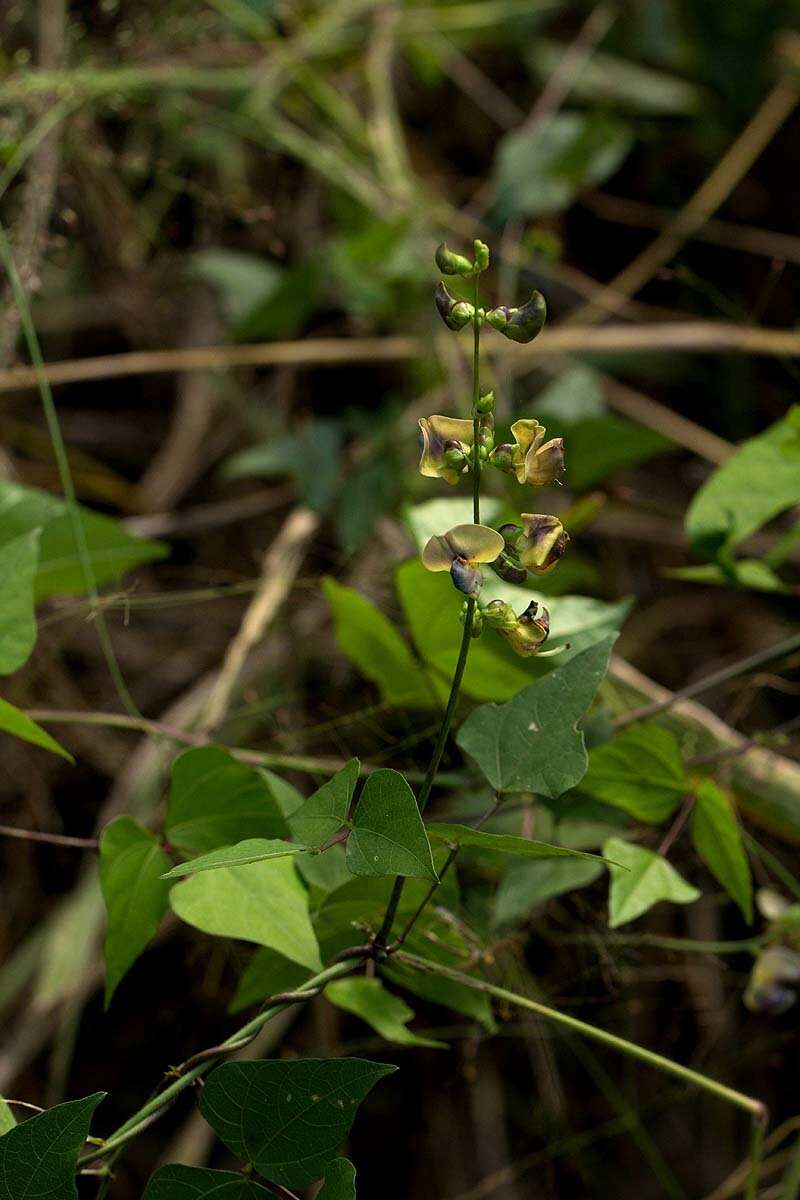 Image of Lablab purpureus subsp. uncinatus Verdc.
