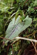 Image of Dancing spider orchid