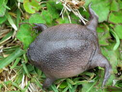 Image of Black Rain Frog