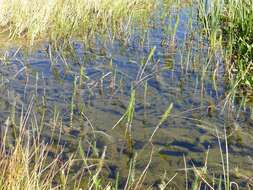 Image of Mare's Tail