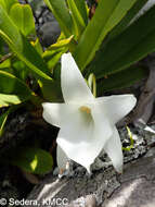 صورة Angraecum magdalenae Schltr. & H. Perrier