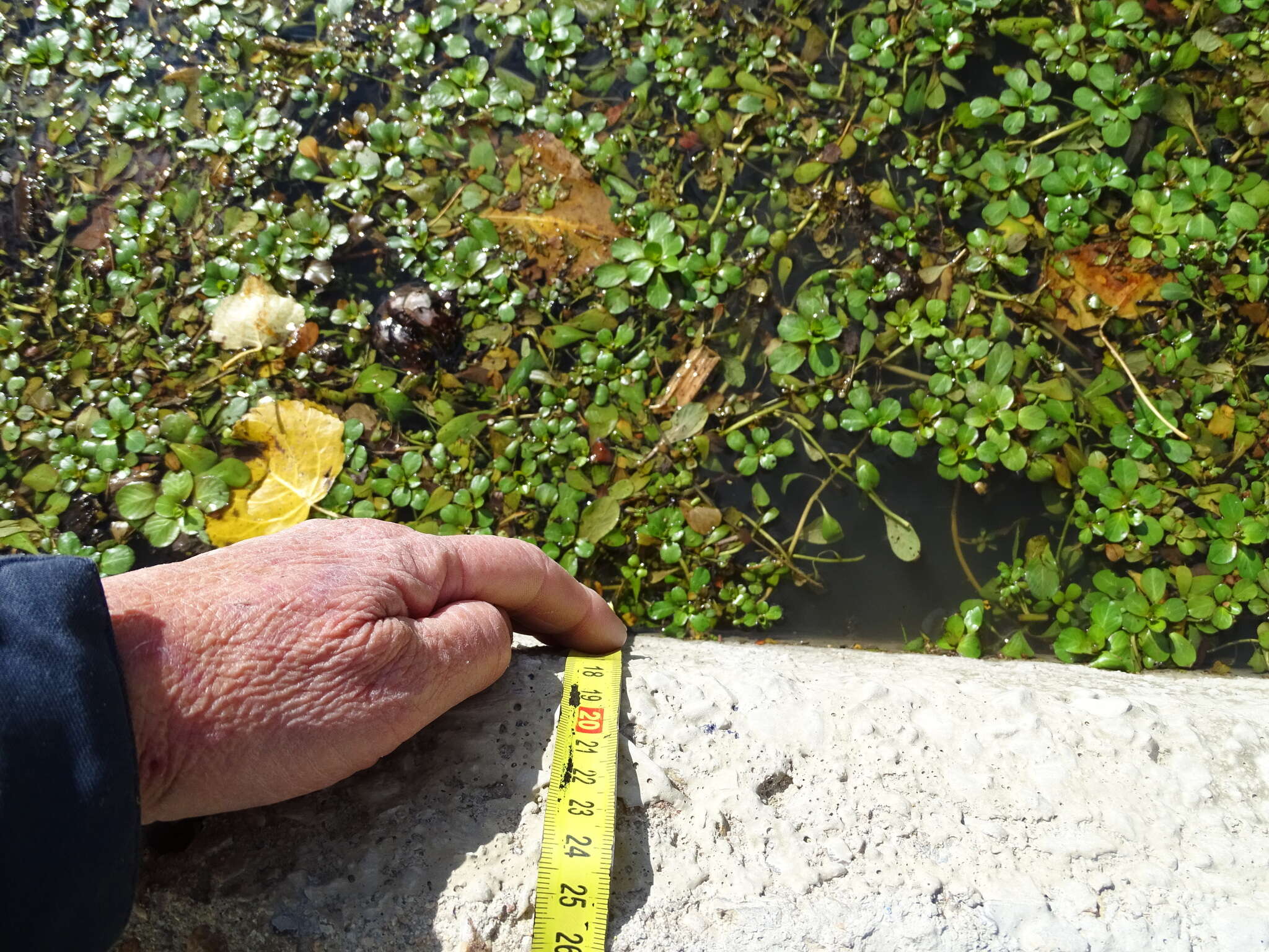 Ludwigia grandiflora (Michaux) Greuter & Burdet resmi