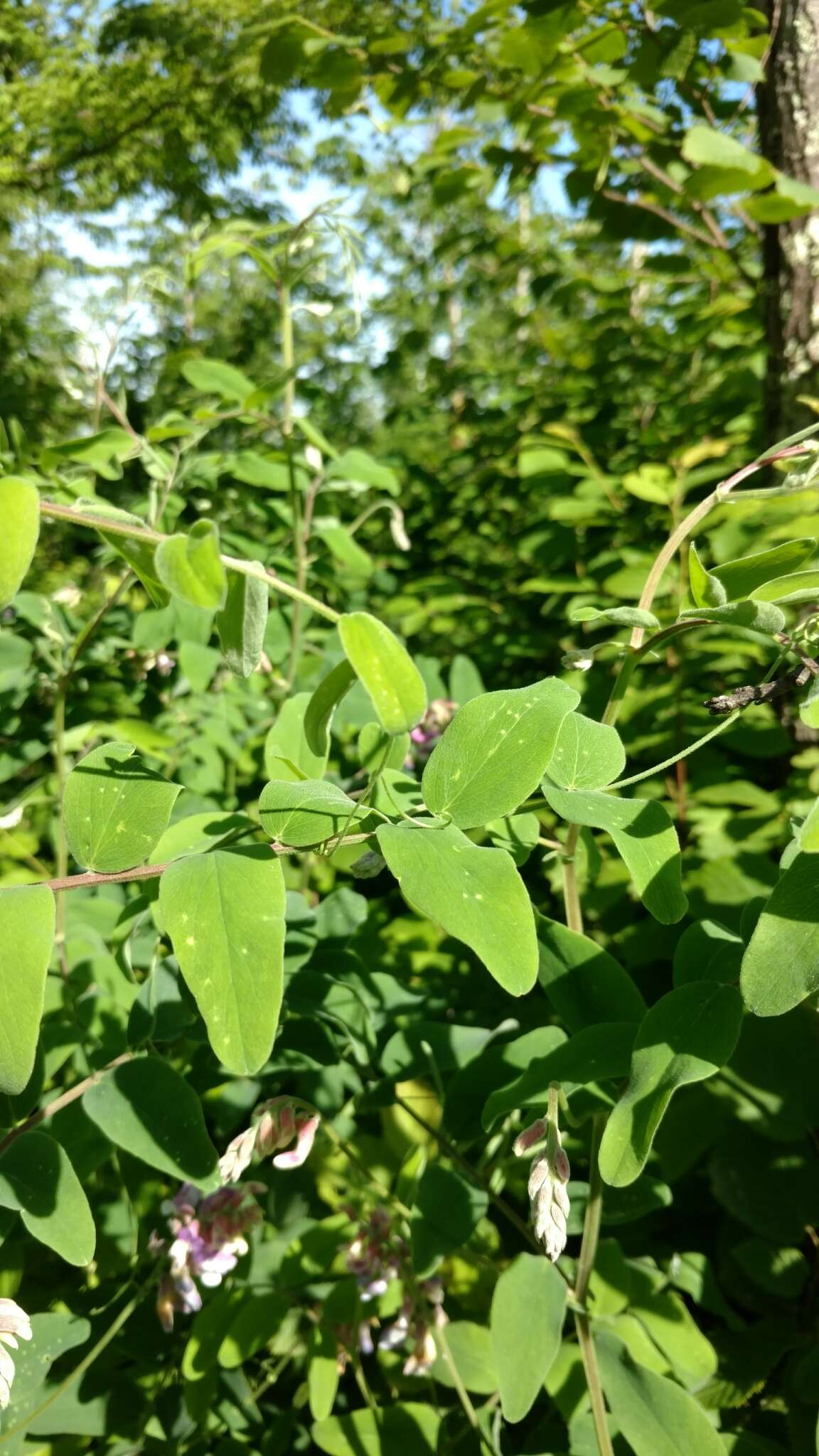 Imagem de Lathyrus venosus Willd.