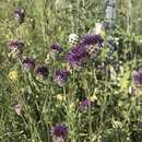 Sivun Centaurea scabiosa subsp. sadleriana (Janka) Asch. & Graebn. kuva