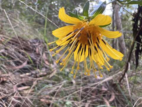 Image de Bidens cosmoides (A. Gray) Sherff