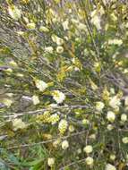 Imagem de Melaleuca parvistaminea N. B. Byrnes