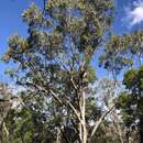Image of Eucalyptus populnea subsp. populnea