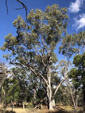 Eucalyptus populnea subsp. populnea的圖片