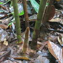 Image of Costus allenii Maas