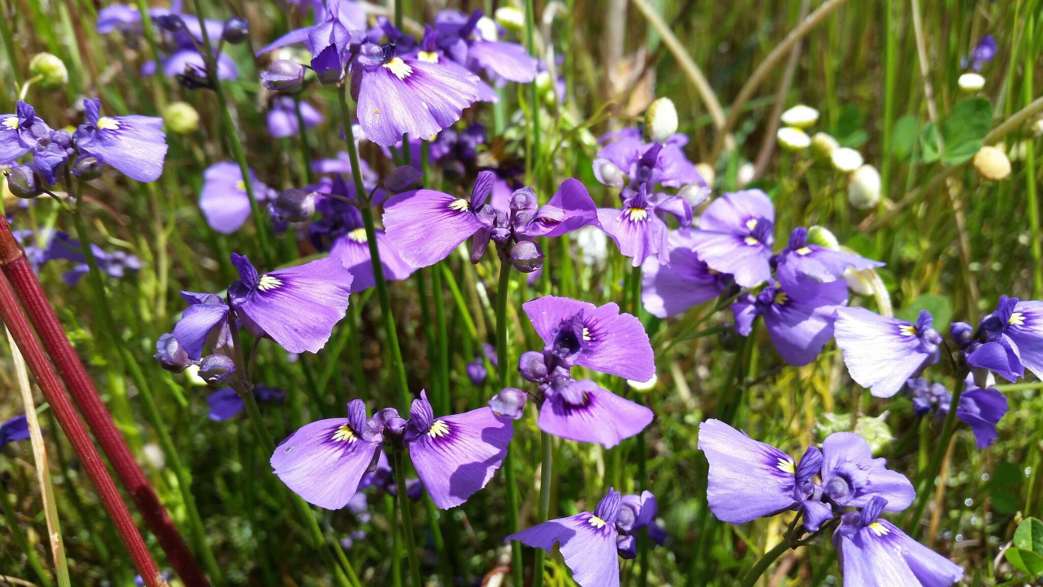 Image of Utricularia beaugleholei R. J. Gassin