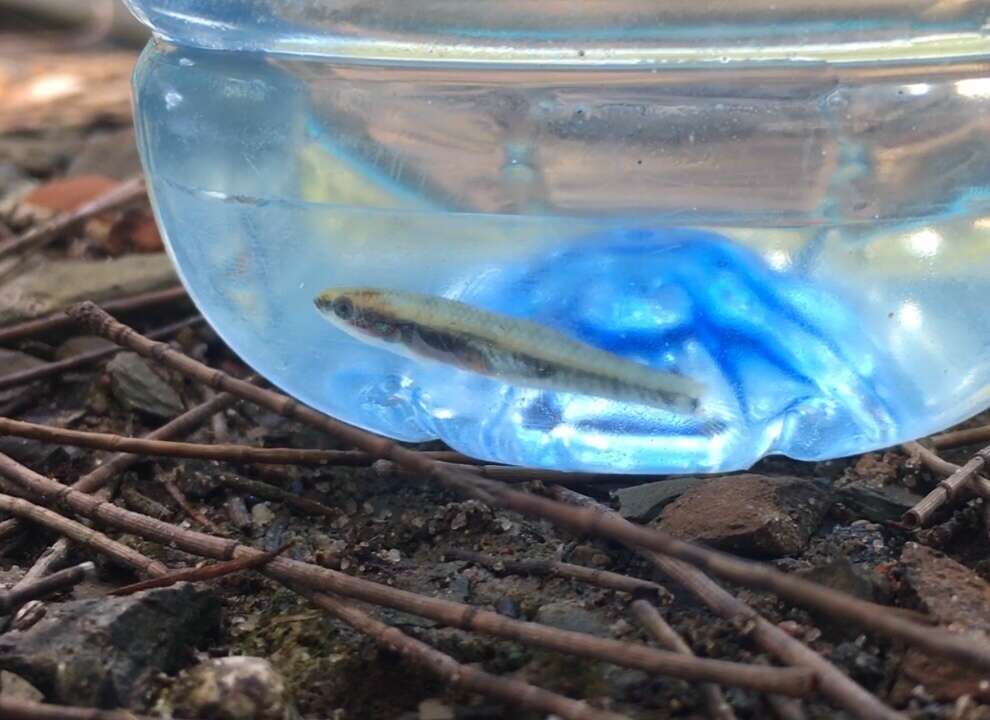 Image of Australian carp-gudgeon