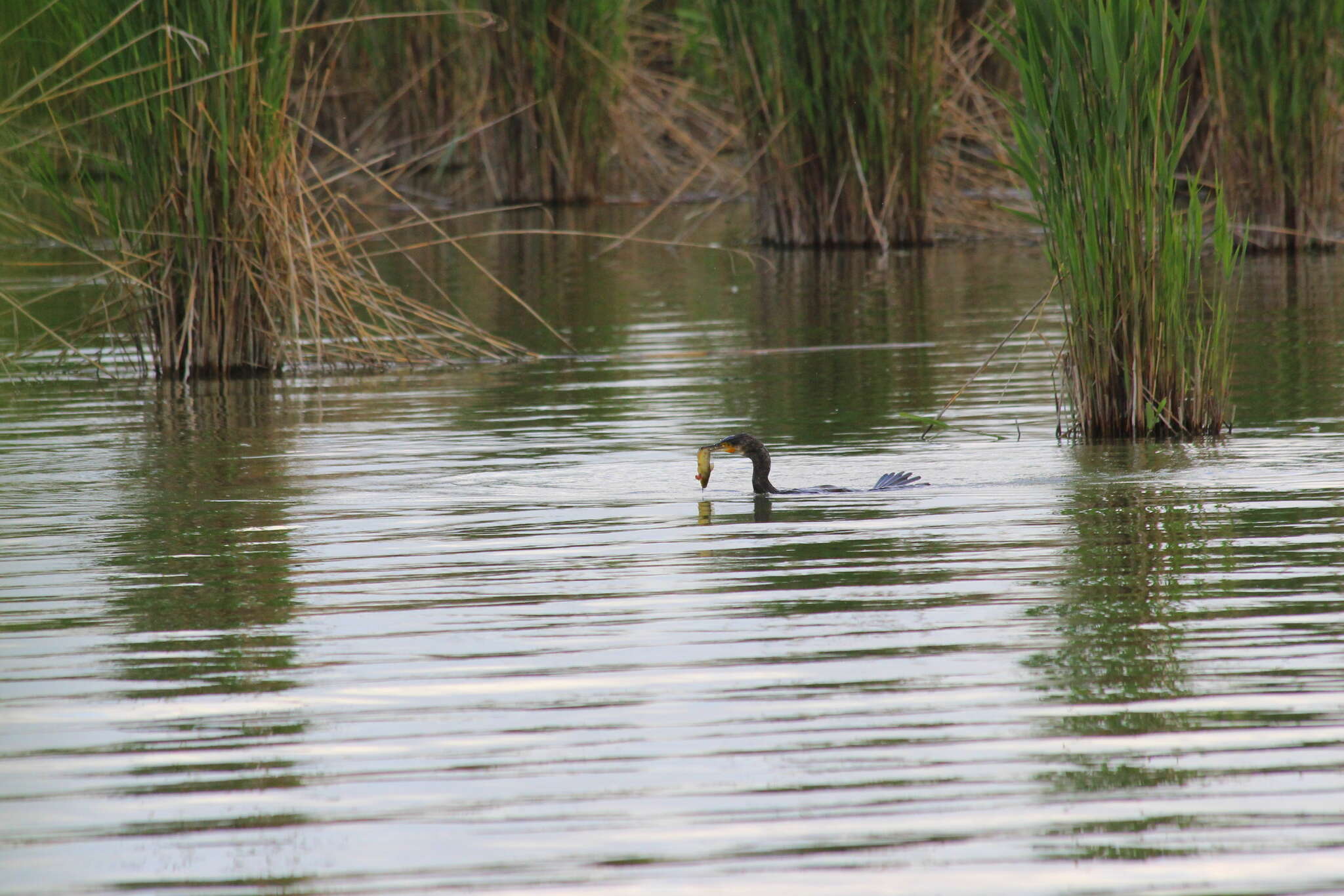 Image of Black Shag