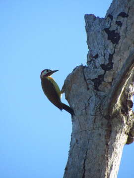 Image of Spot-breasted Woodpecker