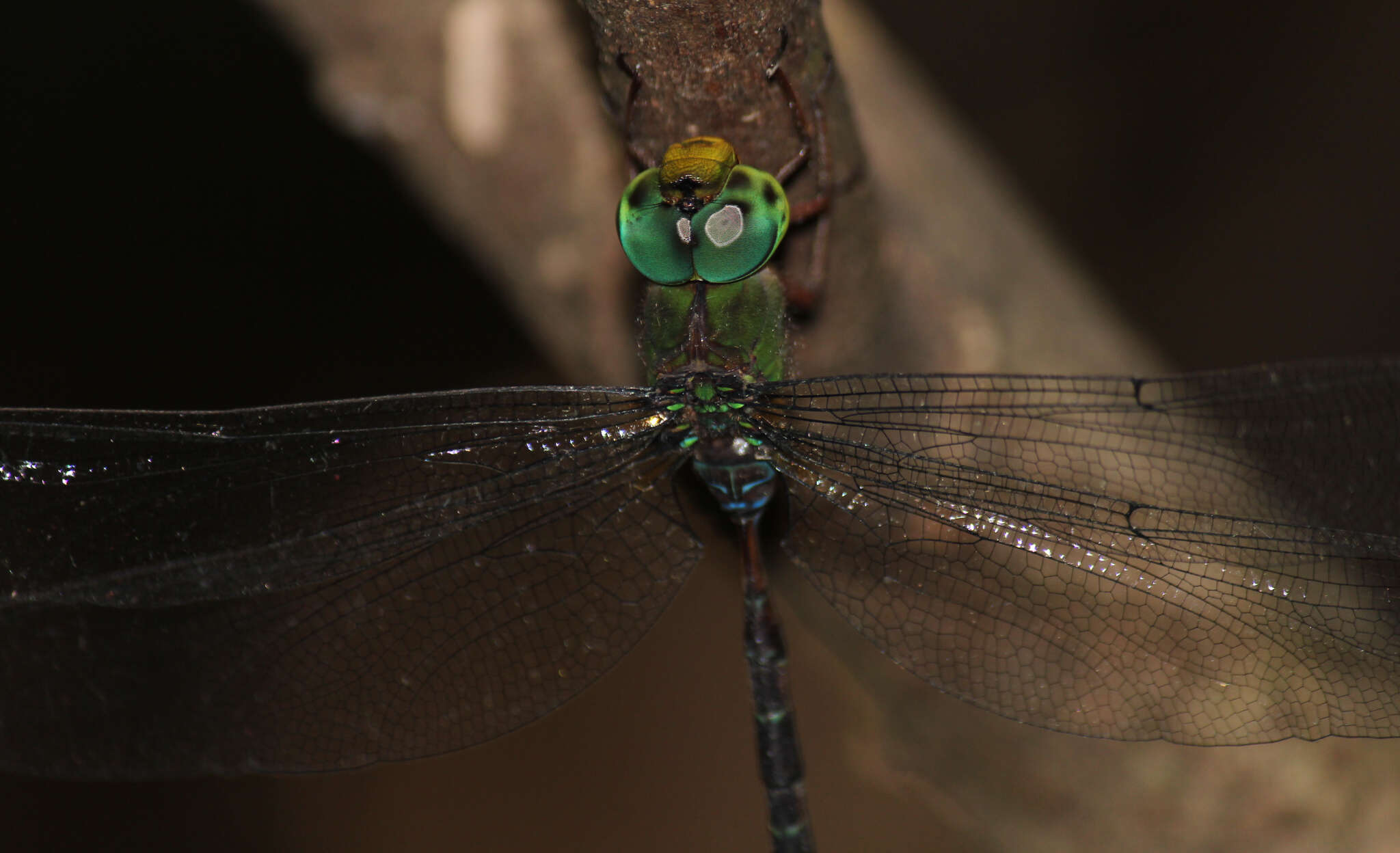 Image of Eastern Duskhawker