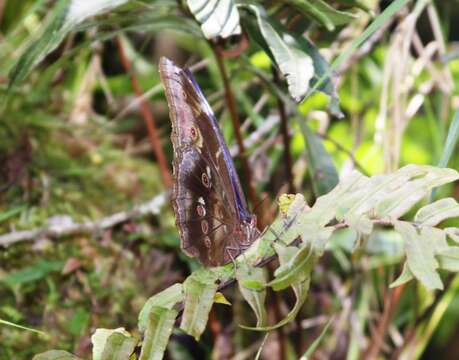 Imagem de Morpho menelaus Linnaeus 1758