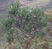 Image of Hakea marginata R. Br.