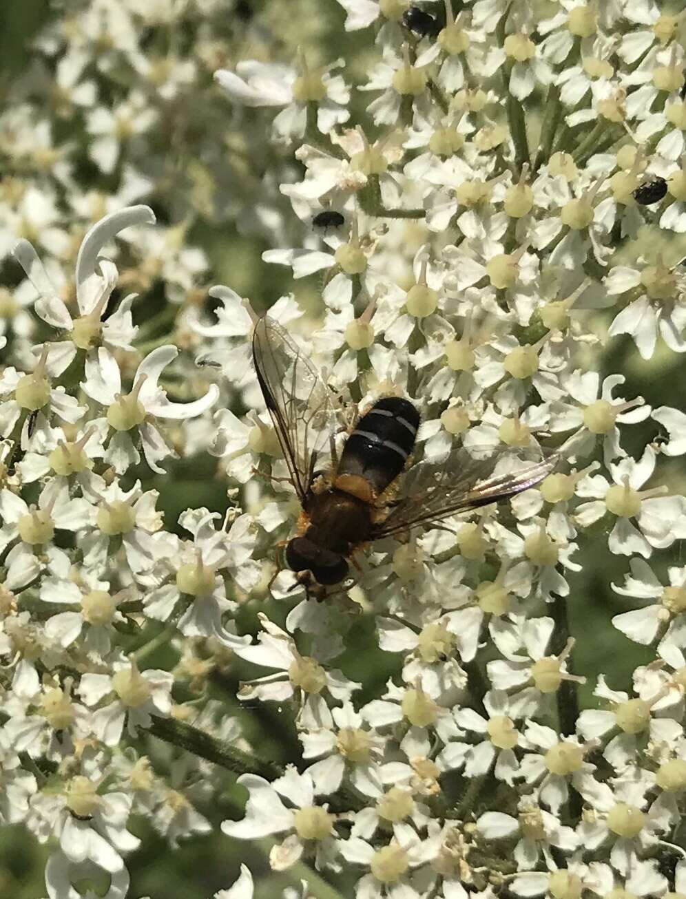 Leucozona glaucia (Linnaeus 1758) resmi