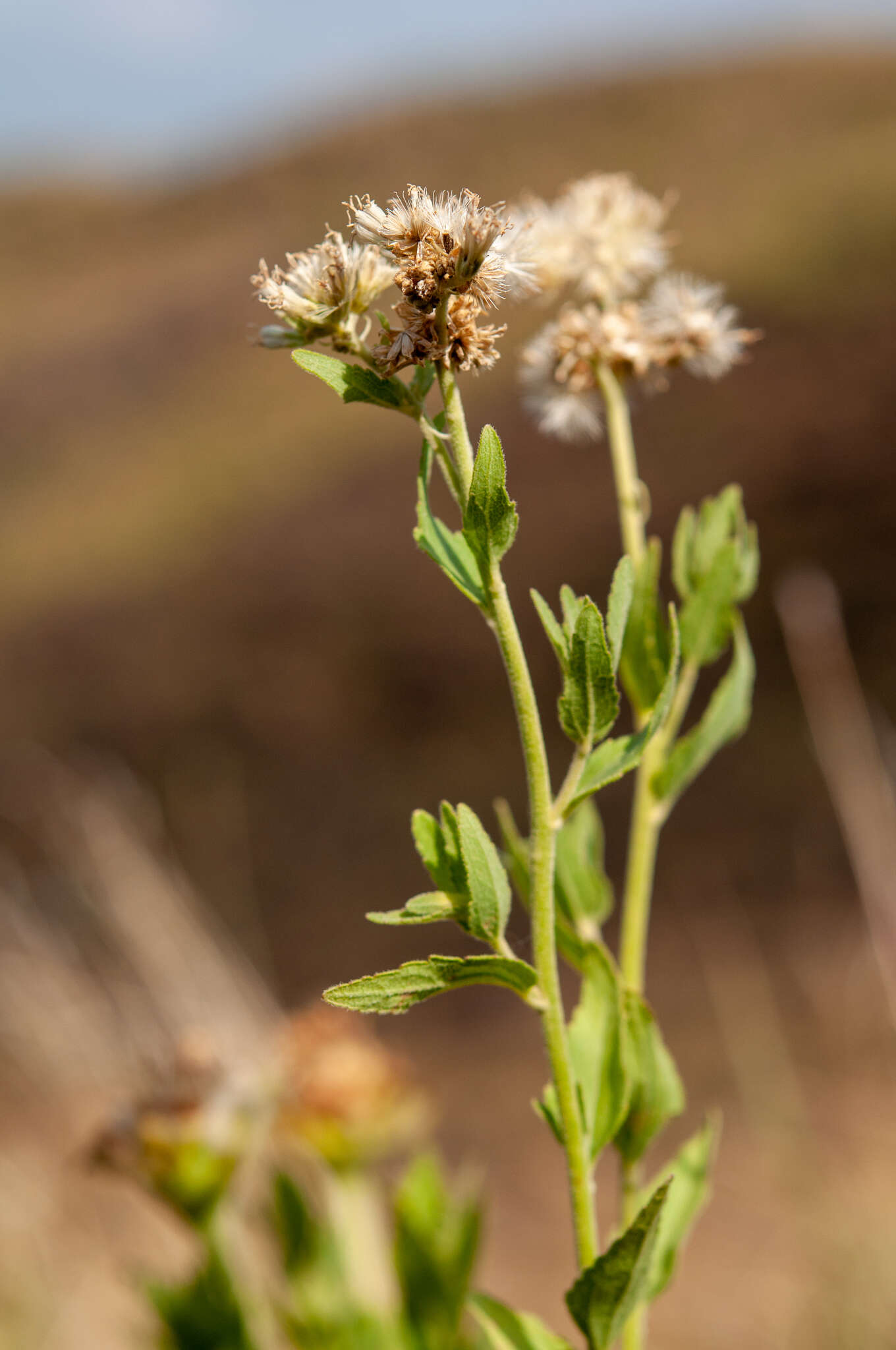 Image of Stomatanthes