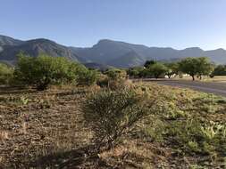 Image of Pencil Cholla