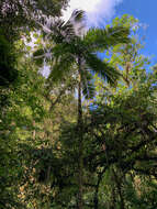 Image of Assai palm