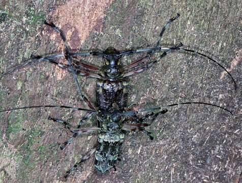 Macropophora trochlearis (Linné 1758)的图像