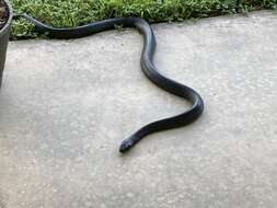 Image of Eastern Indigo Snake
