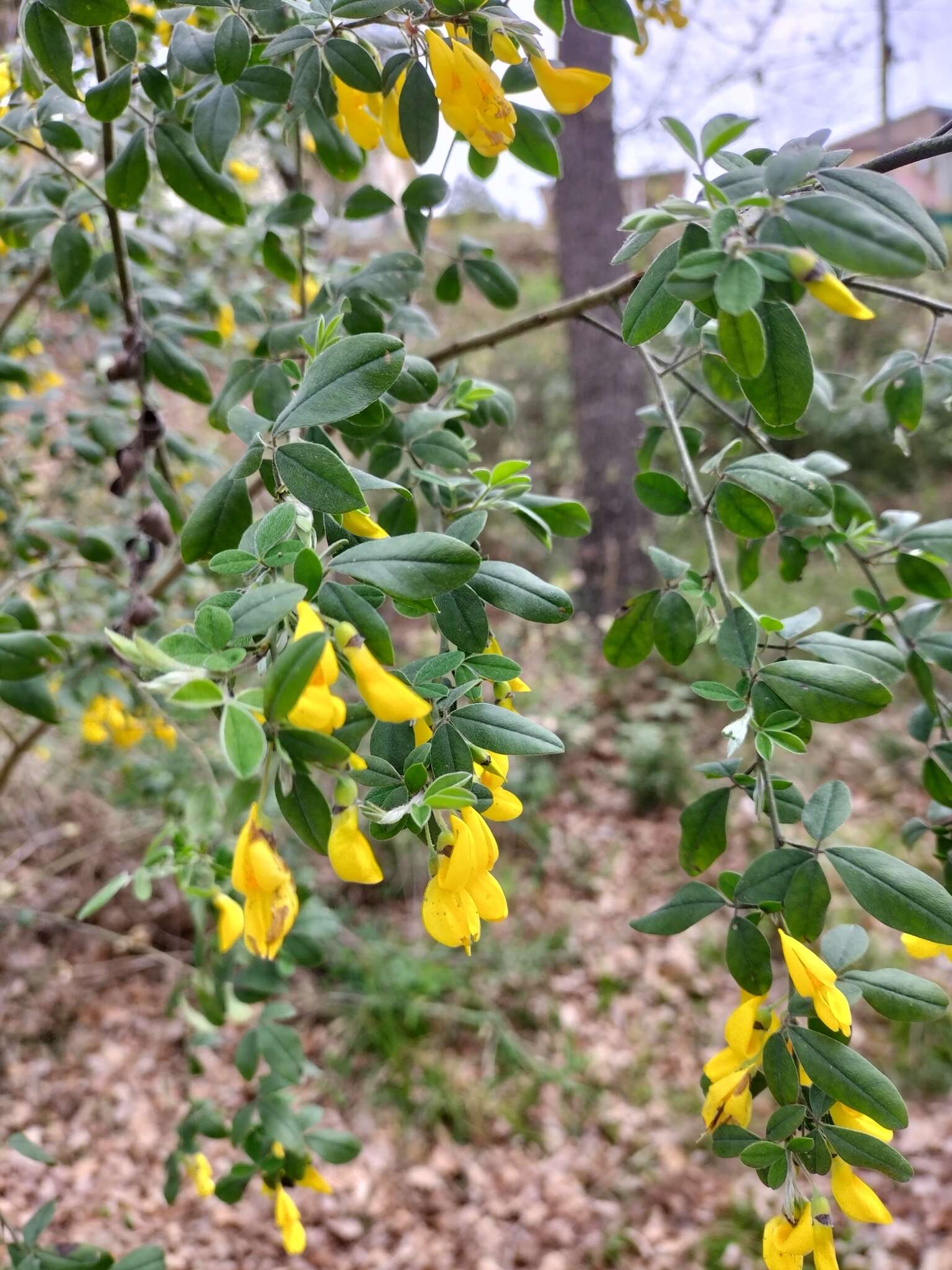 Слика од Cytisus villosus Pourr.