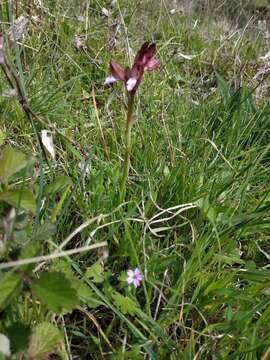 Image of Anacamptis papilionacea subsp. papilionacea