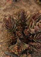 Image of Crassula alpestris subsp. alpestris