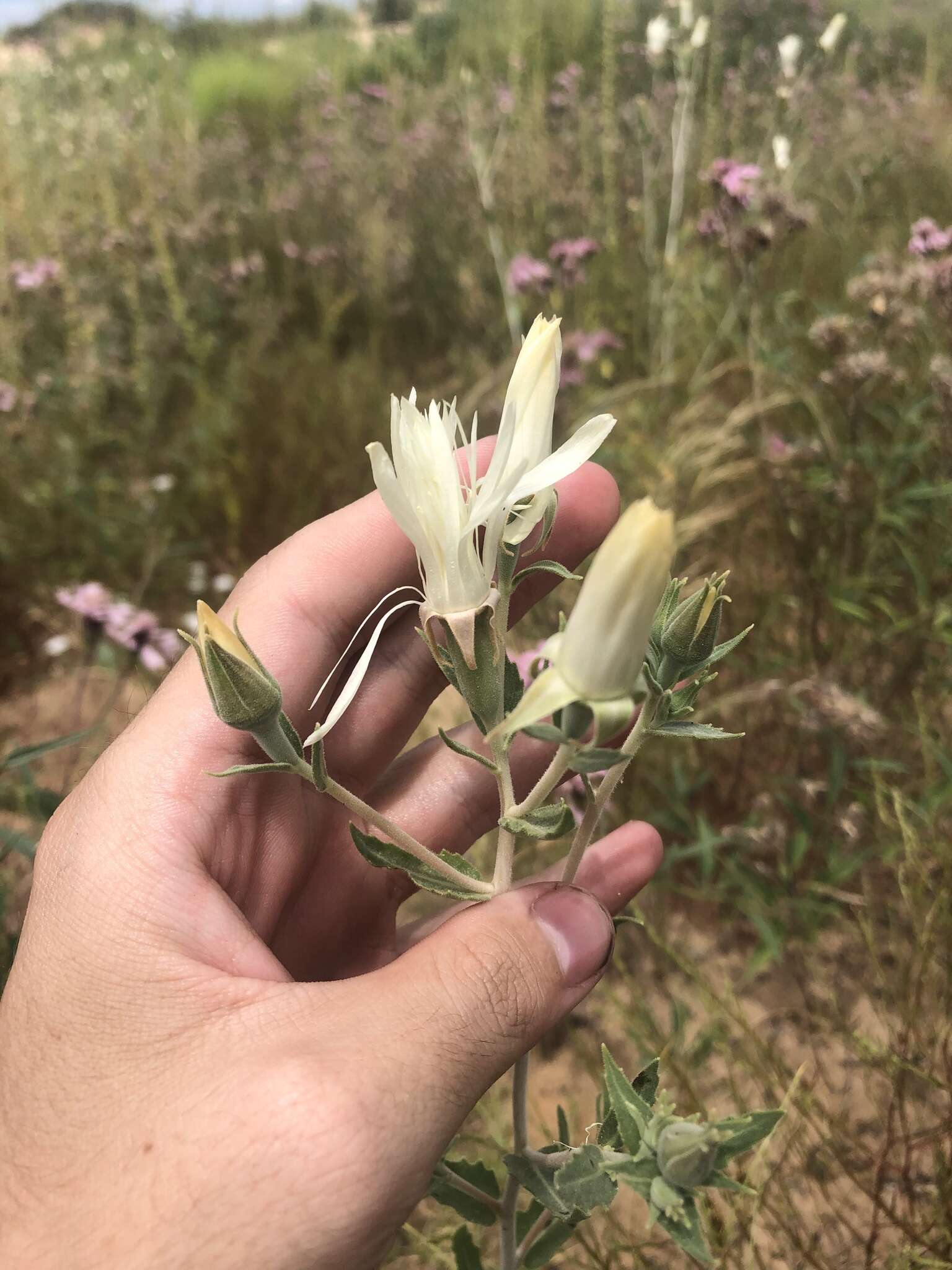 Sivun Mentzelia strictissima (Wooton & Standl.) J. Darlington kuva