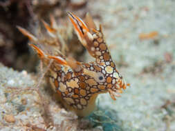 Image of Swimming nudibranch