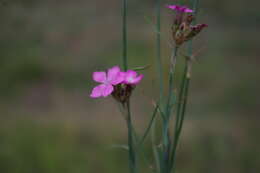 Image of Dianthus ruprechtii Schischk.