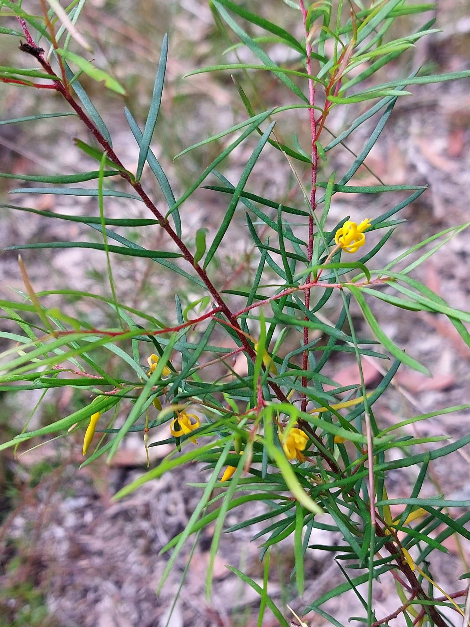 Plancia ëd Persoonia nutans R. Br.